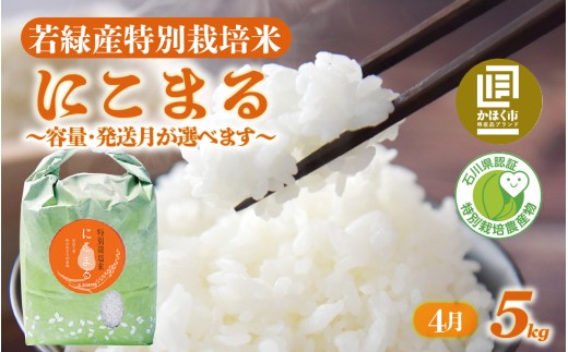 【先行予約 令和7年産】若緑産 特別栽培米「にこまる」5kg【2026年4月配送】