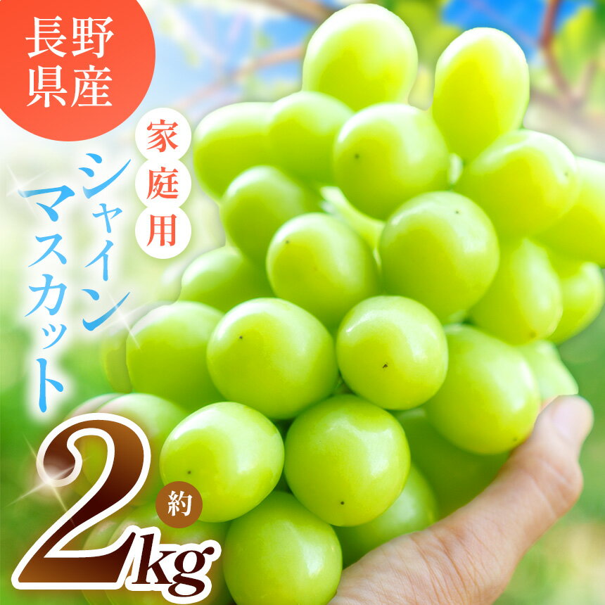 【ふるさと納税】【先行予約】シャインマスカット 約2kg【ご家庭用】 | シャインマスカット ぶどう ご家庭用 新鮮 長野県 塩尻市