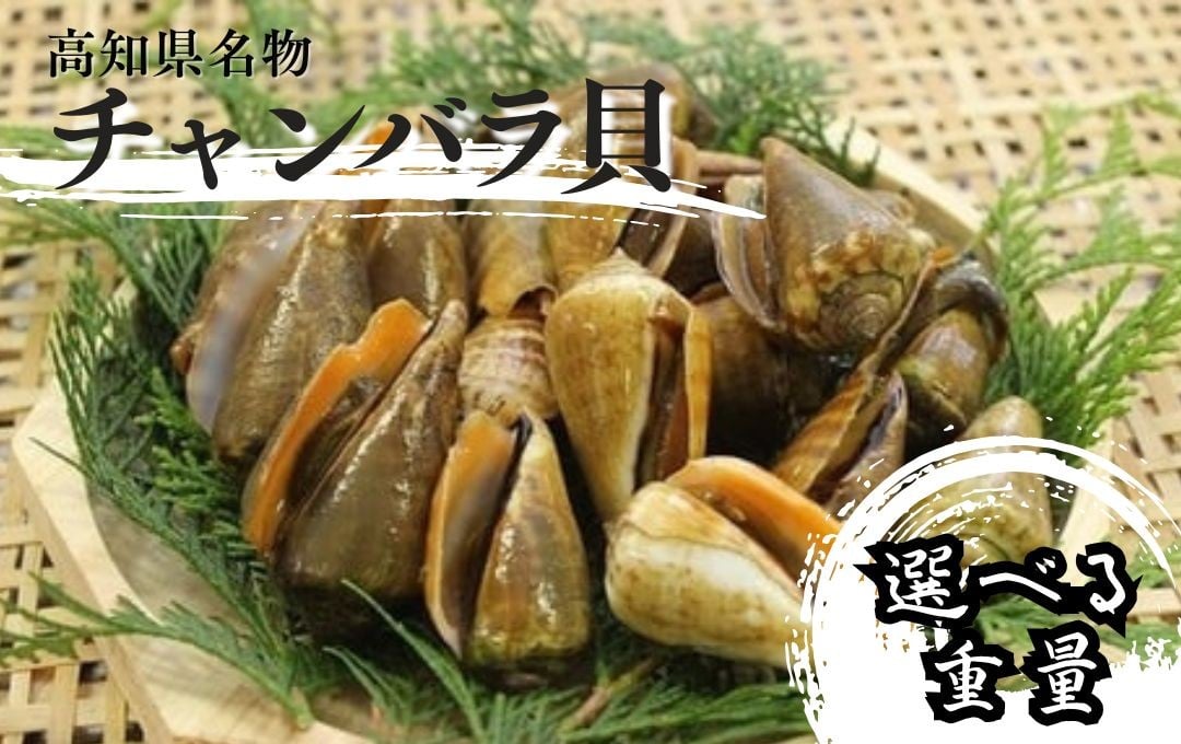 
            S250【高知名物】チャンバラ貝 ＜gが選べる＞【季節限定・売り切れ次第終了】
          