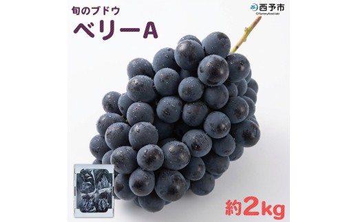 先行予約＜旬のブドウ「ベリーA」約2kg＞ 果物 フルーツ ぶどう 葡萄 甘い おいしい 期間限定 季節限定 食べて応援 特産品 愛媛県 西予市【冷蔵】