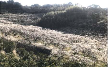 低塩しそ漬梅（塩分約７％）400g  / 田辺市 紀州南高梅 南高梅 梅干し 梅干 梅 うめ 肉厚 お米 おにぎり 焼酎 梅酒 健康  しそ漬梅 しそ 紫蘇【mtz018-1】