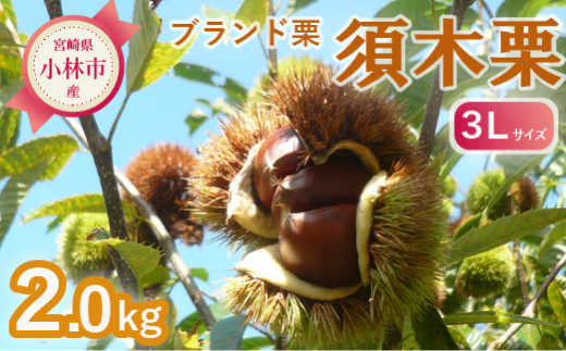 【期間・数量限定】ブランド栗「須木栗」3Lサイズ 2kg程度（生栗 マロン 栗 果物 フルーツ 限定 秋 旬）