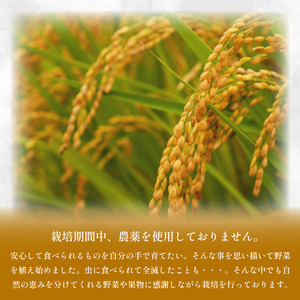 米 玄米 4kg （ 2kg × 2袋 ）アキサカリ 玄米 玄米 玄米