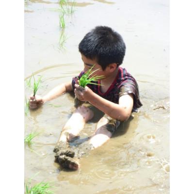 ふるさと納税 五泉市 【新米先行受付】R7年産新潟県五泉市産　コシヒカリ　5kg　玄米 |  | 02