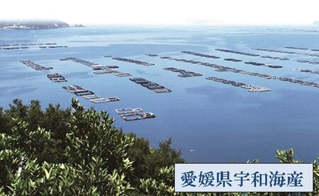 愛媛県産養殖真鯛フィレ2枚（お頭付き冷凍）【魚 お魚 さかな 食品 人気 おすすめ 送料無料】