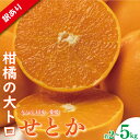 【ふるさと納税】 訳あり みかん 家庭用 せとか 約2kg または 約5kg ( 訳あり みかん 訳あり柑橘 訳あり商品 せとか みかん 柑橘 松山 愛媛県 )