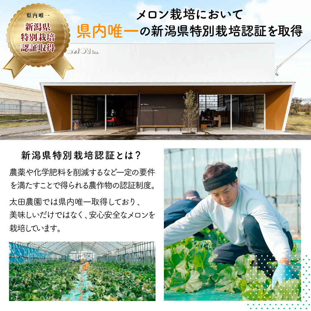 太田農園メロン“GIFT”赤肉メロン＆青肉メロンセット（各2玉ずつ） 2025年 先行予約 メロン セット 糖度 赤肉 青肉  高級 果物 フルーツ おやつ デザート 新潟 夏フルーツ 