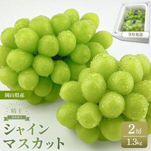 【2026年9月以降発送】岡山県産 シャインマスカット 晴王 2房 約1.3kg ハレノフルーツ ｜ シャインマスカット