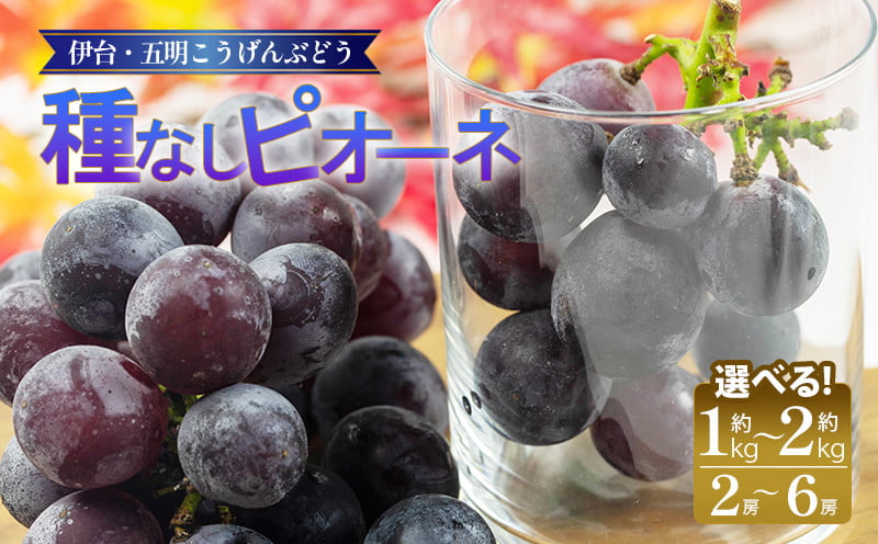
            【伊台五明こうげんぶどう】種なしピオーネ 約1kgから約2kg | ピオーネ ぶどう 伊台五明こうげんぶどう 冷蔵 期間限定 愛媛県 松山市 ベジろう 送料無料
          