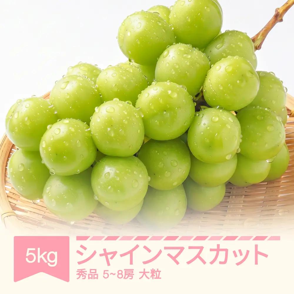 令和8年産 ぶどう 大粒シャインマスカット 秀品 約5kg 5~8房 9月中旬~10月中旬発送 sp-busmo5000