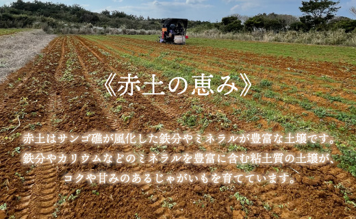 【新じゃが】徳之島 天城町産 赤土じゃがいも 10kg M～2L 混合サイズ 南部ガーデン ジャガイモ ばれいしょ バレイショ CB-6