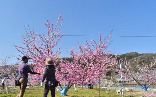 【2026年先行予約】さくら白桃（上級品）4-6玉入 (岡山県産)【KF-A010-02】
