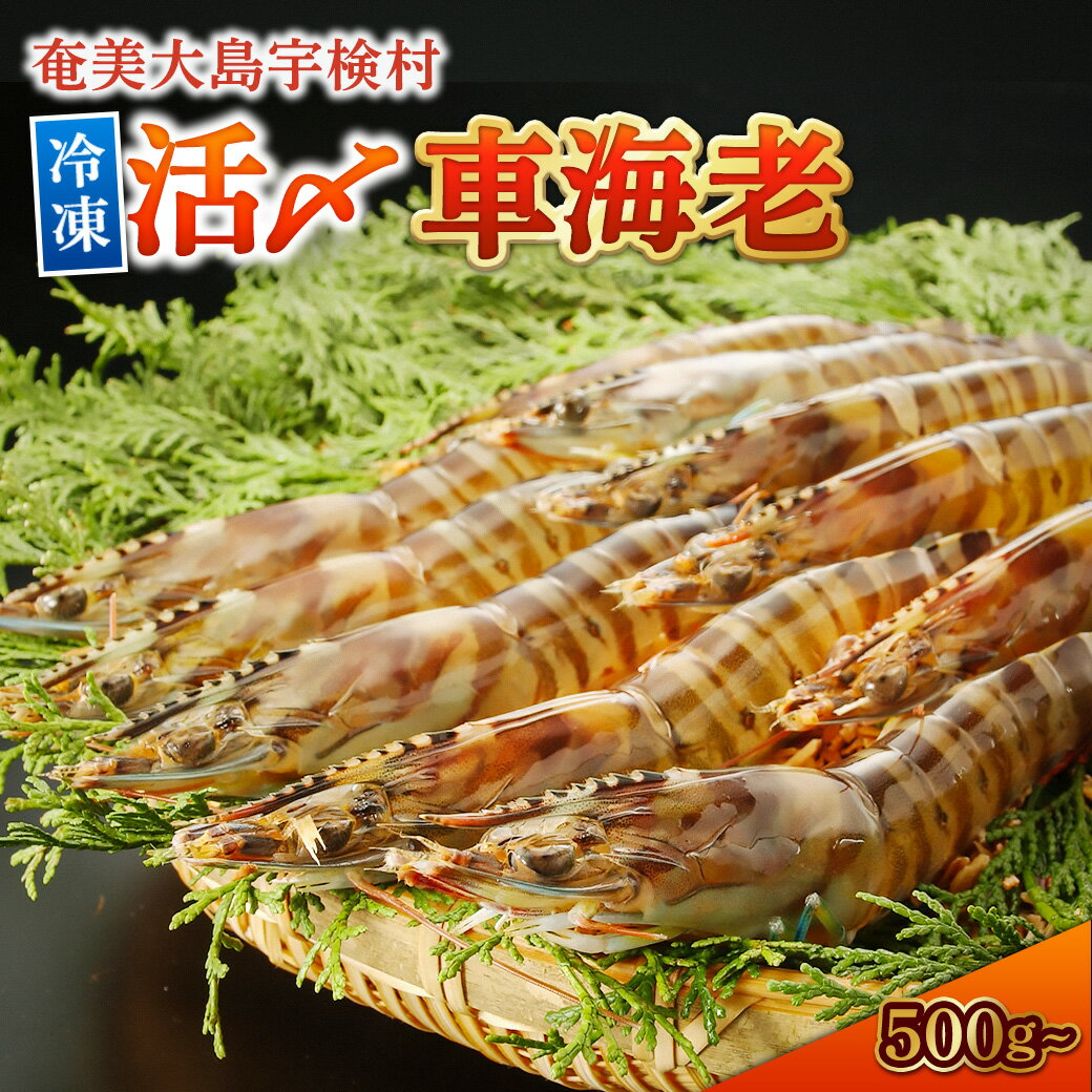 【ふるさと納税】活〆車海老 冷凍車海老 車エビ 車えび (選べる内容量) 鹿児島県 奄美大島 奄美 宇検村 瞬間冷凍 急速冷凍 新鮮 加熱用 高級車エビ 特大 バーベキュー BBQ 食品 海鮮 海産物 魚介類 甲殻類 シーフード贈答用 送料無料