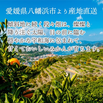 【発送月固定定期便】愛媛の人気品種!かんきつ定期便 11月〜2月全4回【H25−154】【4012888】