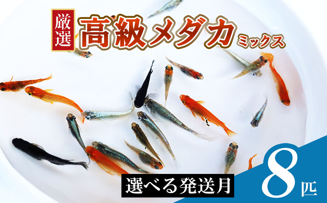 
メダカ ミックス 8匹 | めだか 混合 多種 多色 セット 選別 熱帯魚 ユリシス 楊貴妃 灯 琥珀 ブラック 黄金 暁 パンダ 鰭長 ひれなが 観賞魚 観賞用 観賞 飼育 金魚
