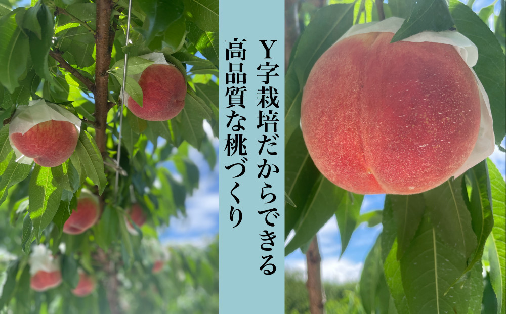 【Y字栽培】で育てることで、実や枝の状態が下から見渡せ丁寧な育成管理が可能となります