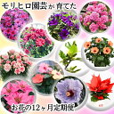 【ふるさと納税】モリヒロ園芸が育てたお花の12ヶ月定期便　【定期便・植物】　お届け：ご寄附（入金）確認月の翌月回より12ヶ月間順次配送致します。