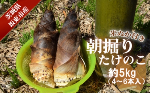 No.710 茨城県坂東市産 朝掘りたけのこ 約5kg（4～6本入）・米ぬか付き ／ タケノコ 筍 新鮮 茨城県