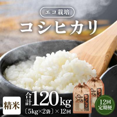 ふるさと納税 あわら市 【毎月定期便】【一等米】 エコ栽培コシヒカリ精米10kg(5kg×2袋)全12回