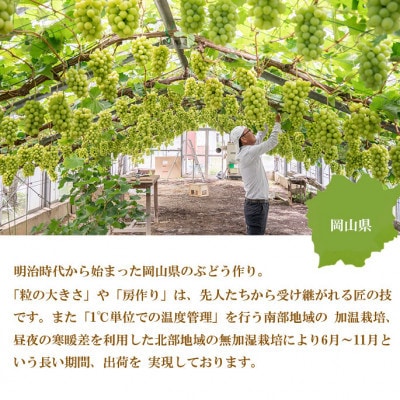 【2024年8月下旬より発送】ご家庭用　岡山県産　シャインマスカット　晴王　500g×2房【配送不可地域：離島】【1409698】