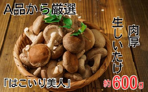 コンテナで育てた「はこいり美人」　６００ｇ入り　＜川島町産　生しいたけ＞