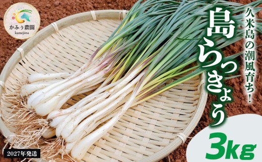 【2027年発送】久米島の潮風育ち！島らっきょう 3kg