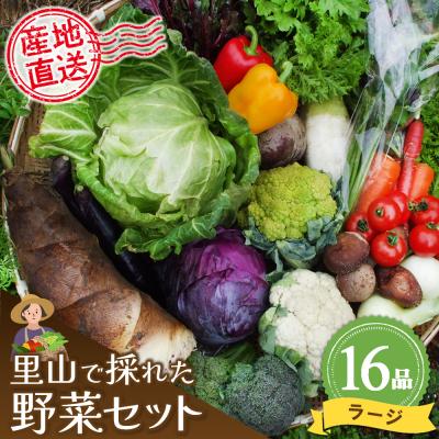 ふるさと納税 神埼市 里山で採れた野菜セットラージ 16品 (H078109) | 