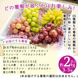 B-050 ＜先行予約受付中！2025年8月中旬～9月下旬の間に発送予定＞旬のぶどう詰め合わせ3～5房(約2kg以上)【さくら農園】