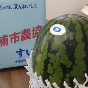 【高糖度】三浦 の 大玉 スイカ 2玉【露地栽培】 M072-001-02  甘い 甘味 果物 フルーツ 西瓜 夏季 期間限定 限定 角田農園 ふるさと納税 神奈川 三浦市 おすすめ ランキング プレゼント ギフト