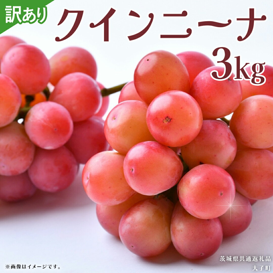 【ふるさと納税】【 訳あり 】 クインニーナ 3kg 【2026年9月発送開始】(茨城県共通返礼品：大子町) ぶどう 葡萄 ブドウ 果物 フルーツ 果実 ワケあり ご自宅用 ご家庭用 自分用