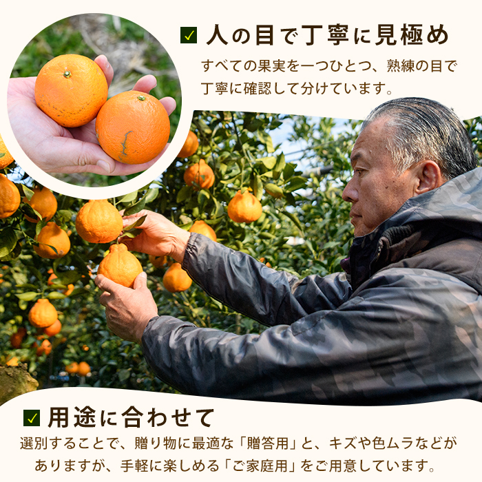 【2026年 発送】かいもん不知火 約5kg(迫田果樹園/IB064-006) しらぬい 柑橘類 不知火 みかん フルーツ 柑橘 旬 春 果物 指宿 いぶすき 鹿児島