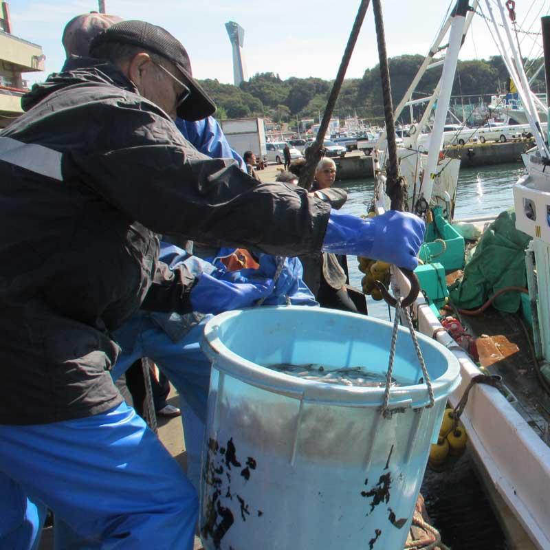 いわき市の魚 めひかりの干物 24尾 ｜ メヒカリ 干物 ひもの 贈答 贈り物 ギフト ｜ 福島県 いわき市 大川魚店 CK007