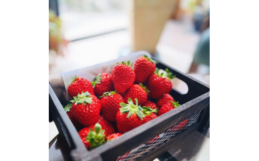 
                  朝摘み完熟 まりひめ いちご 約600g(約300g×2パック) 【先行予約・2025年1月より発送】【農園直送】【MS76】
                