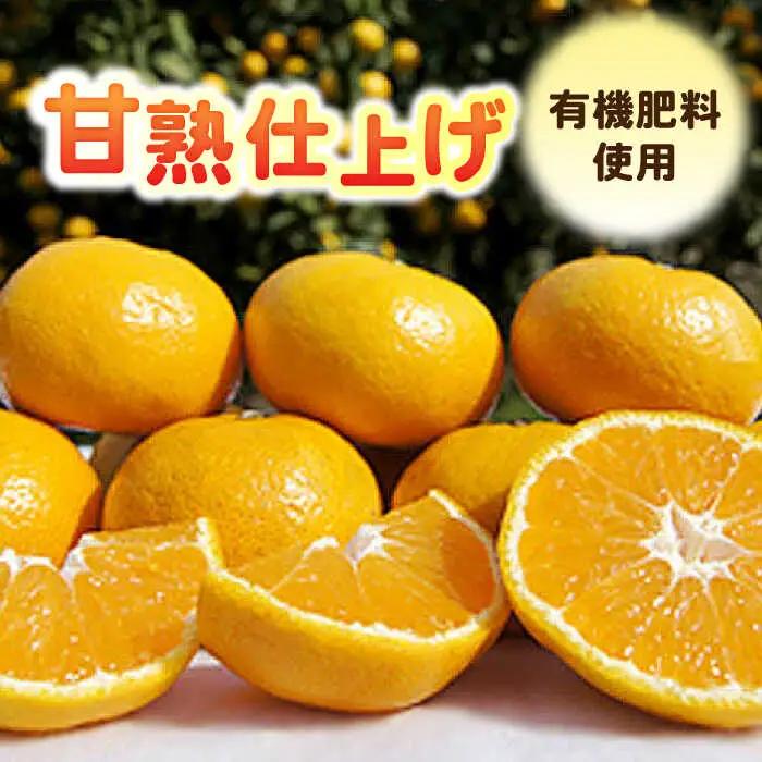 【2026年10月下旬以降発送】完熟 太良みかん 計5kg（4.5kg＋500g傷み保証分） / 佐賀県 / 山本農園 [41ATBT003]