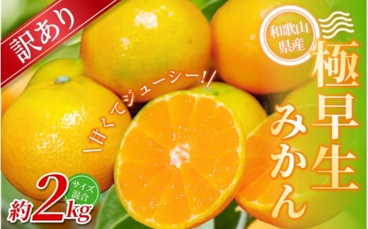 【訳あり】 森本農園の手選別 極早生みかん 約2kg 和歌山県産 2S~2Lサイズ混合 【2025年10月上旬～下旬頃に順次発送】/  訳あり みかん 早生 極早生 和歌山県 柑橘 甘い 蜜柑 フルーツ 果物 くだもの 食品  産地直送 由良町 ご家庭用 早生 早生みかん 【mrmt003】