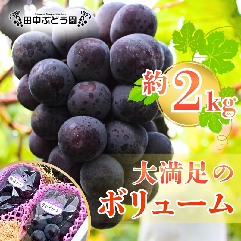 【2026年8月中旬頃出荷分先行予約】田中ぶどう園 厳選 ピオーネ 約2.0kg（3～4房） 詰め合わせ 大粒 種なし ぶどう ブドウ フルーツ 果物 農園直送 大阪府 河内長野市_イメージ4