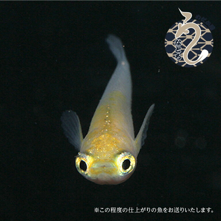 【ふるさと納税】0020-086～0050-019　メダカ「ポニョ」1ペア～3ペア