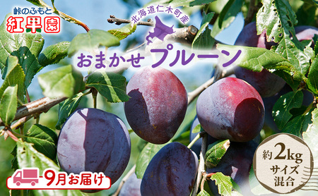 プルーンフルーツ 峠のふもと紅果園 品種おまかせ 北海道産 プルーン【約2kgサイズ混合】
