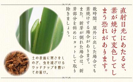 オーガスタ 8号 ホワイトスクエア陶器鉢SW 土の表面:ウッドチップ【観葉植物 インテリア 部屋 おしゃれ 植物 鉢付 観葉植物 インテリア 観葉植物 室内 観葉植物 オフィス 観葉植物 おしゃれ 観