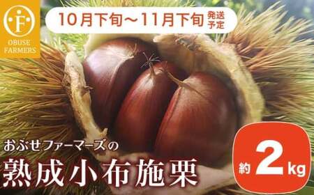  熟成小布施栗 約2kg ［おぶせファーマーズ］ 果物 フルーツ 生栗 くり 長野県産 信州産 令和8年産 【2026年10月下旬～11月下旬発送】［FB-510］