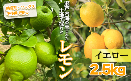 【2026年1月より順次発送】イエローレモン　約2.5kg ｜果物 くだもの フルーツ レモン れもん 檸檬 柑橘 防腐剤不使用 ワックス不使用 イエローレモン いえろーれもん 国産 愛媛県産 国産レモン【MSD002_y】
