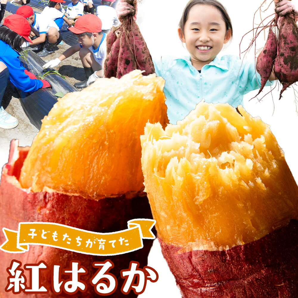 【ふるさと納税】《地元の小学生が育てました》 紅はるか 選べる内容量 1.9kg 3kg 4.9kg 《12月下旬-3月末頃出荷》徳島県 美馬市 送料無料 さつまいも 芋 ベニハルカ サツマイモ