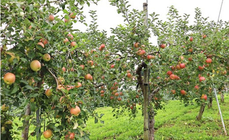 りんご（ サンふじ ）約5kg 12月より発送開始 くろいわ産直 フジ さんふじ 贈答 お歳暮 ギフト 冬の贈り物 プレゼント 厳選 甘い 果汁たっぷり リンゴ 林檎 岩手県 北上市 E0310 国産