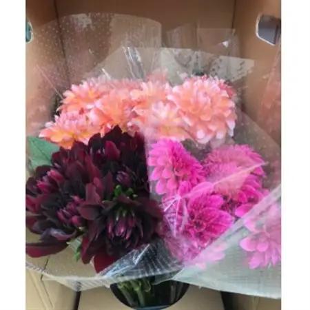 ダリア切花　大輪～超巨大輪(約24cm～30cm前後)5～10本　8月下旬～11月上旬出荷予定_花・観葉植物  花 _【配送不可地域：離島】【1244699】
