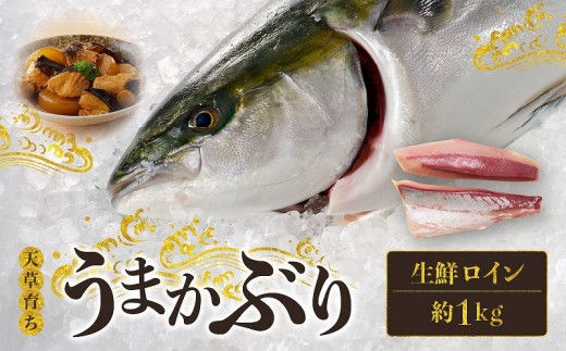 S137-005_【先行受付 天草育ち】活じめ！うまかぶり生鮮ロイン2節 約1kg（切るだけ、手間いらず）