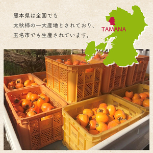 太秋柿 3.5kg 箱入り | 果物 くだもの フルーツ 柿 太秋 旬 秋 味覚 熊本県 玉名市