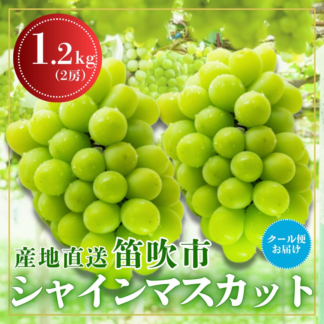 
            ＜2025発送＞笛吹市からクール便発送 シャインマスカット 1.2kg 2房 ふるさと納税 ぶどう シャインマスカット 笛吹市 国産 人気 期間限定 果物 フルーツ 旬 山梨県  226-001
          