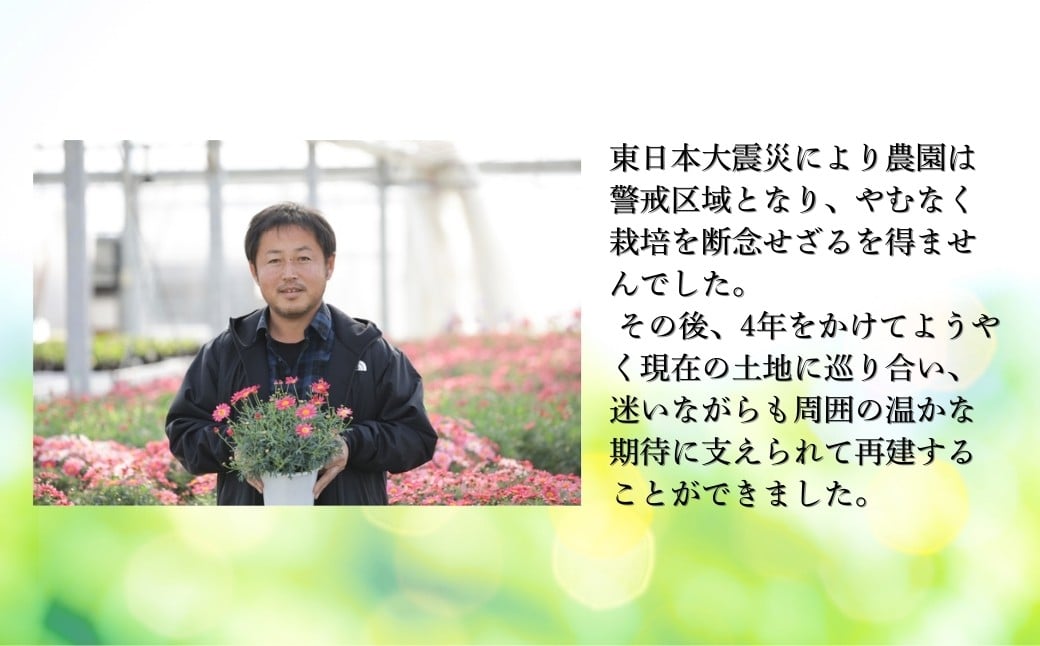 【先行予約】クレマチス テッセン 5号鉢 | 花 お花 ギフト フラワーギフト 根本園芸