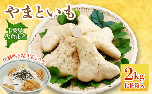 
                  佐倉市産やまといも　2kg×1箱【1293687】
                