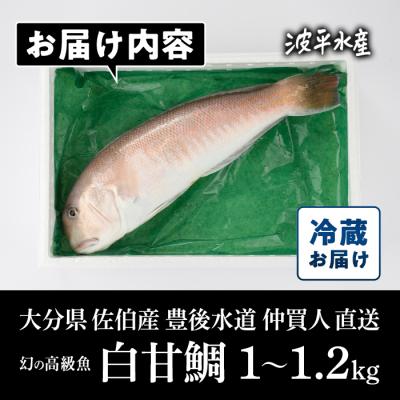 ふるさと納税 佐伯市 白甘鯛(1尾・1-1.2kg) |  | 02